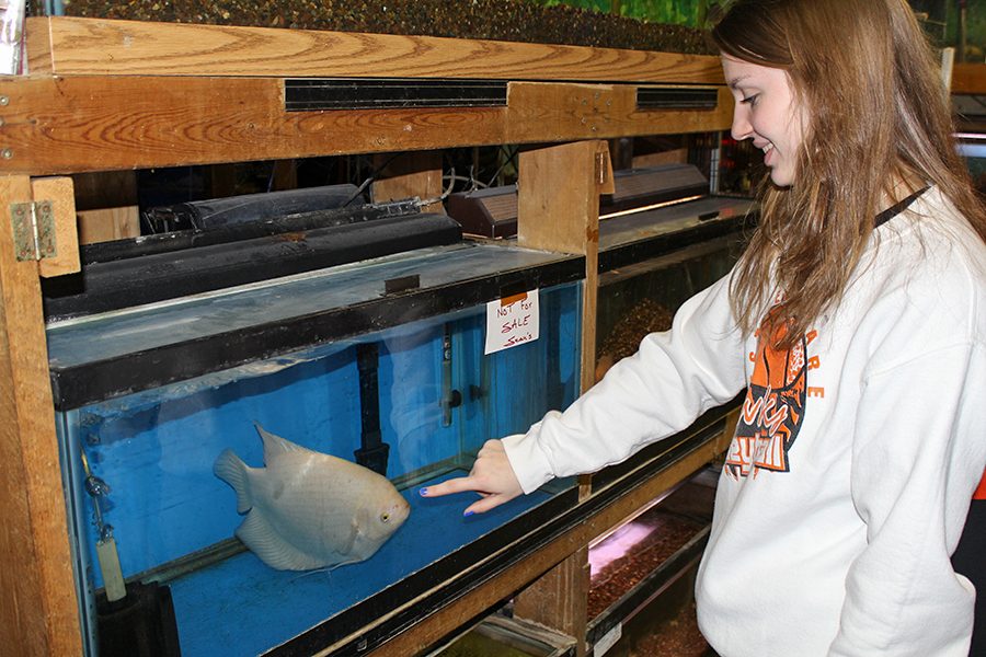 While on the class trip to the Fish Shack junior Sabrina Welcher admires the different types of fish.