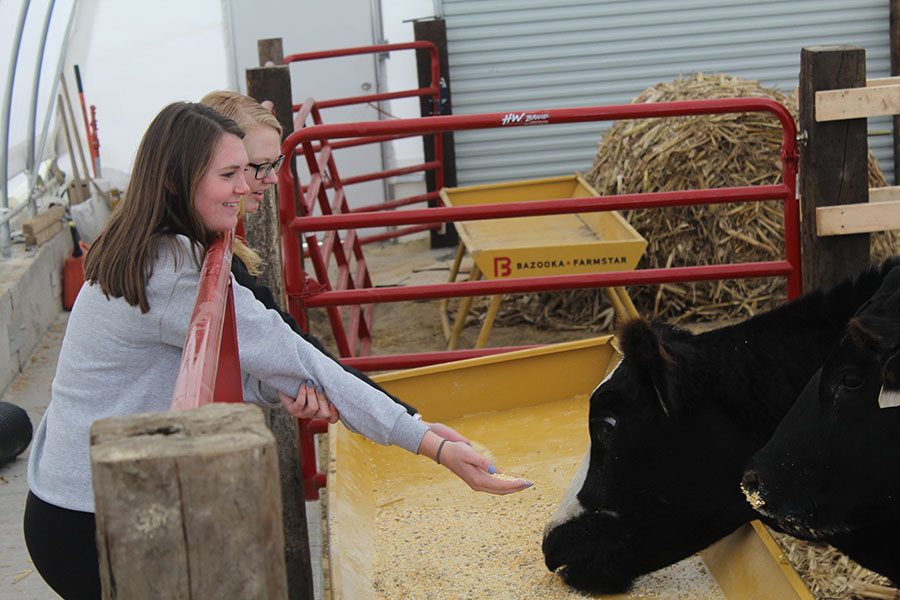 Tehya Demmer (12) and Lauren Ryan (12) watch as one of the cows in the hoop barn eats its feed. 