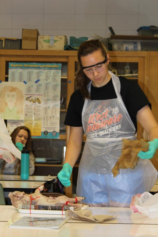 Junior Kinley Kolbet starts the class by taking the damp towels off the pig. 