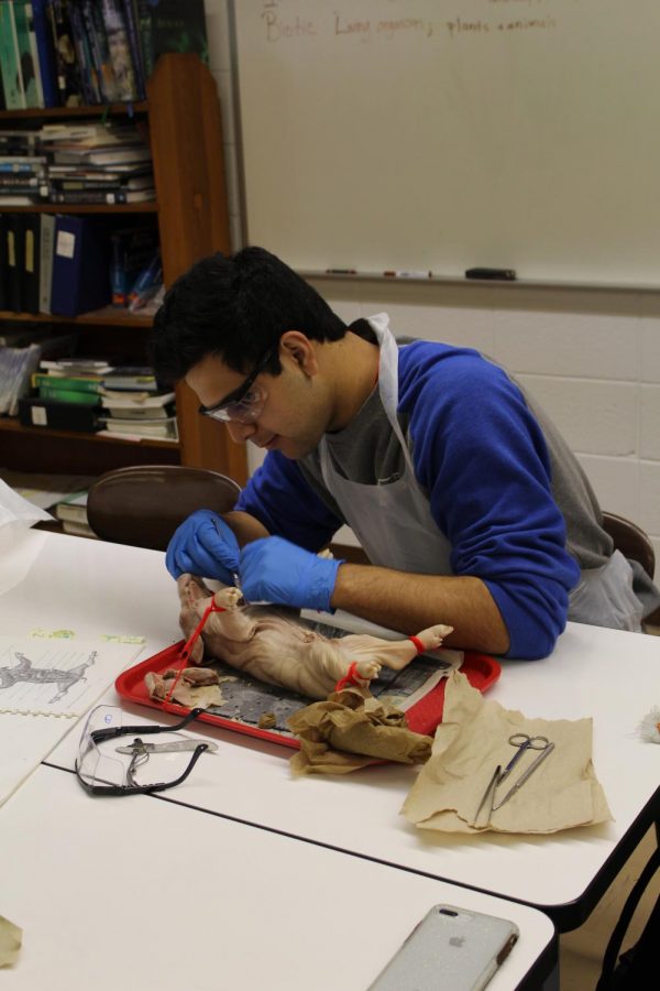 Carefully cutting, senior Nathan Bishop makes small nicks in the skin and muscle. 