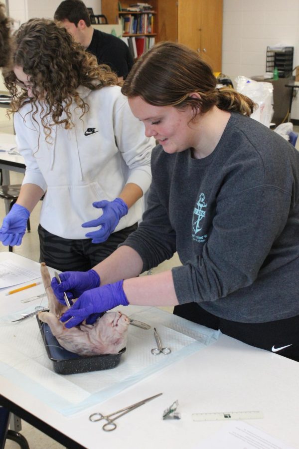 Slicing into her piglet, senior Lauryn Bruggeman smiles as she makes an incision. 