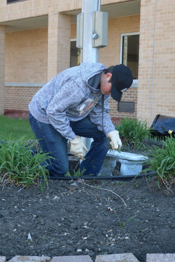 Cleaning up the landscape around the school, senior Garrett Zieser pulls weeds. 
