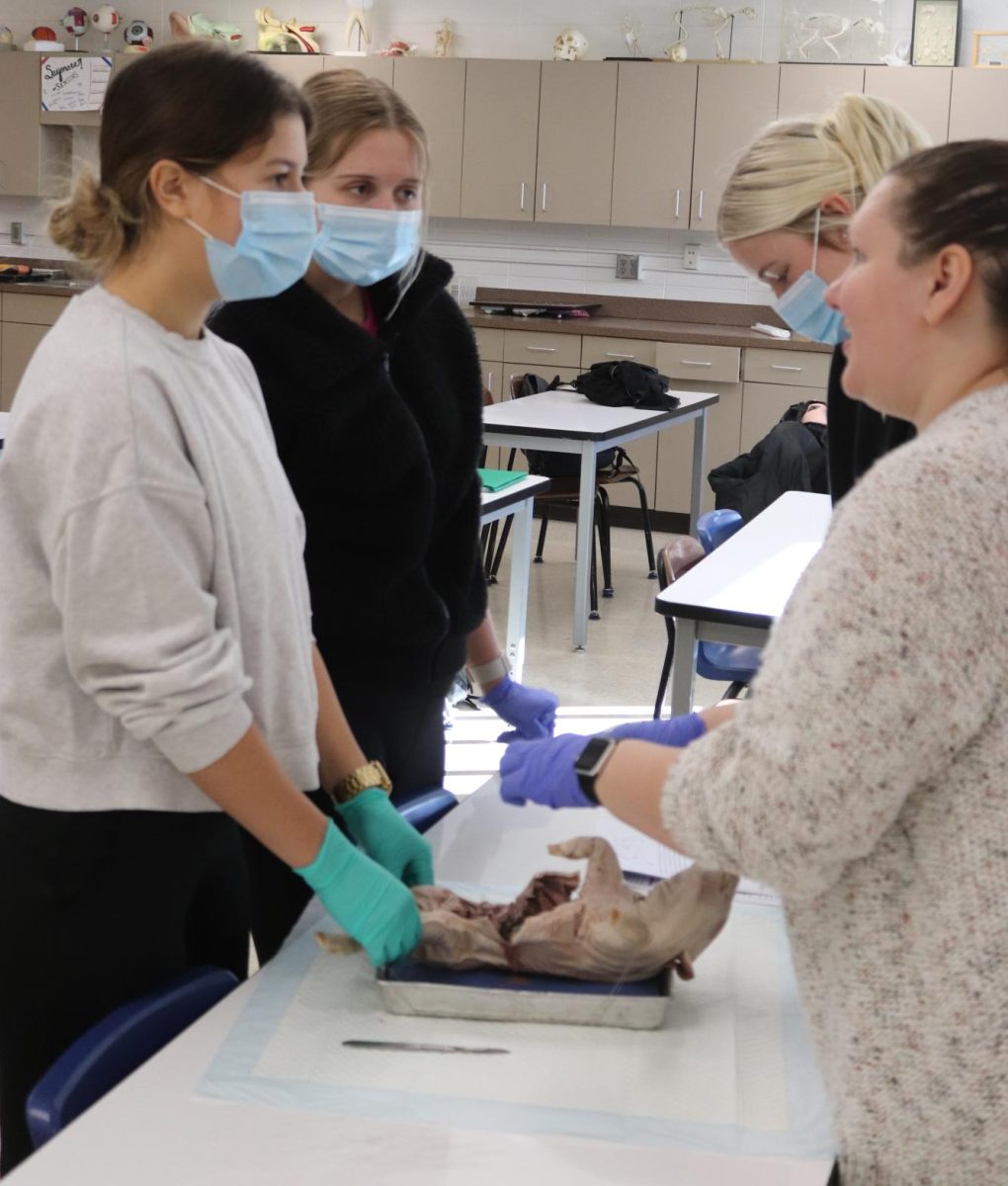 Maylin Coates (12), Ava Bockensteadt (12), and Kyria Loecke (12) dive right into learning the anatomy of pigs. 
