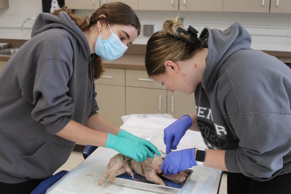 Amelia Schnieders (11) and Erika Holtz (12) learn the anatomy of a pig by dissecting it. 