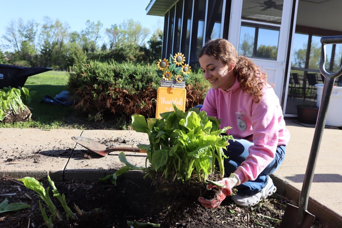 Madie Deutmeyer (12) helps remove, split, and replant hostas outside the residence windows.